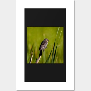 Female Red Wing Blackbird Perched on a Reed Posters and Art